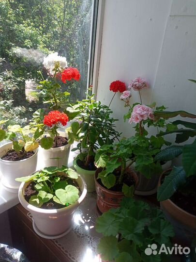 Цветы комнатные