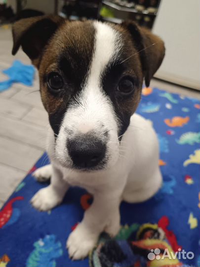 Джек рассел терьер