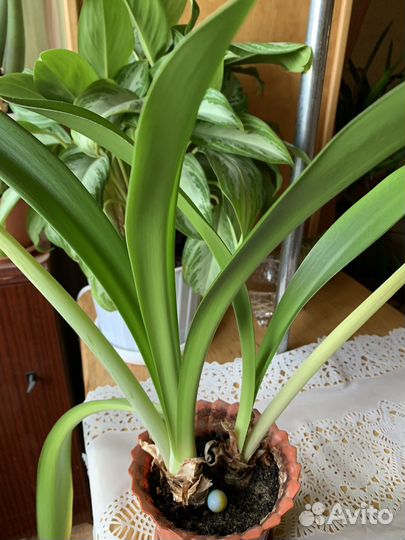 Гиппиаструм