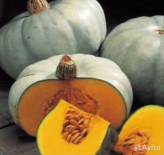 Семена Тыквы разной