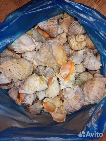 Морские ракушки, рапан