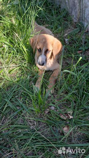 Собака в добрые руки щенок мальчик