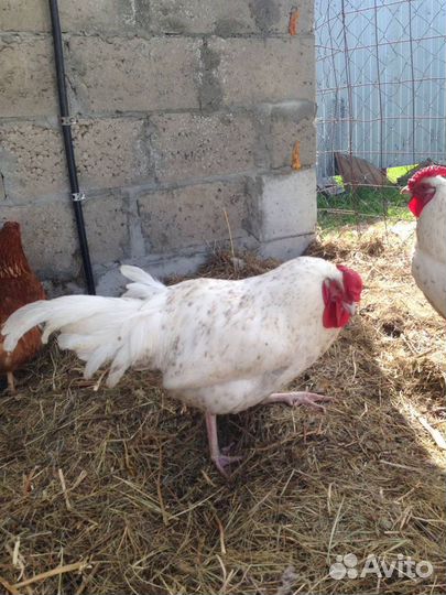 Петушки Пушкинской породы