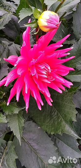 Георгины клубни