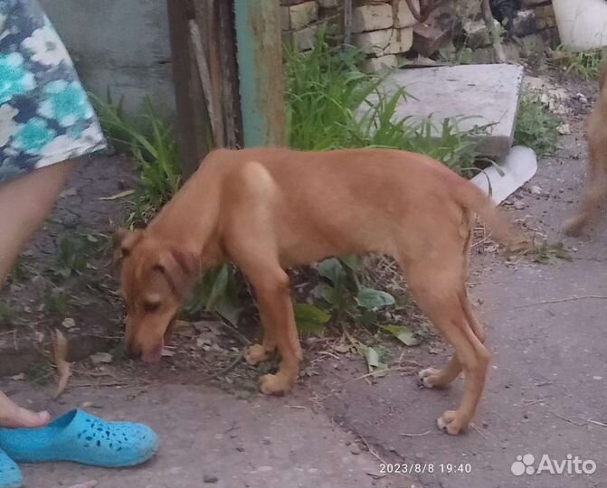 Щенки в добрые руки