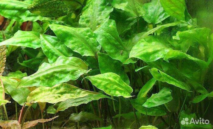 Аквариумные растения, рыбки