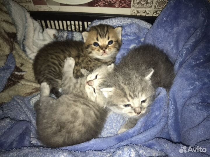 Британские котята помесь