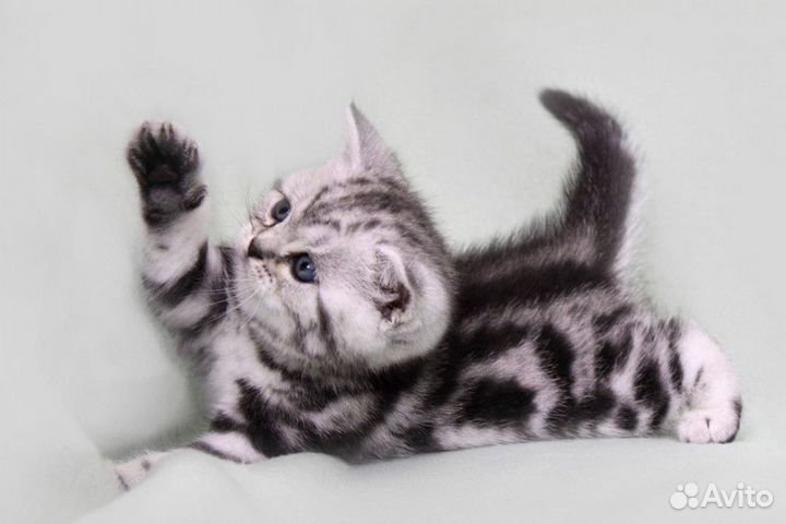 Вязка с опытным котиком