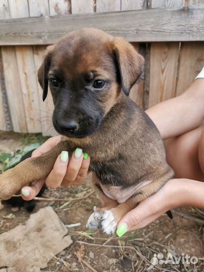 Щенок двортерьер