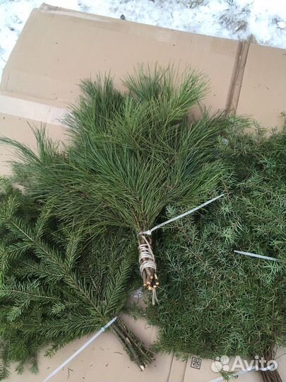 Пихтовый венник