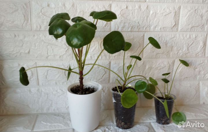 Пеперомии сортовые
