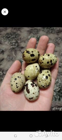 Инкубационное яйцо перепелов