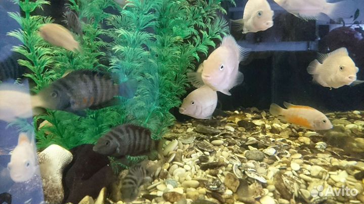 Аквариумные рыбки цихлиды