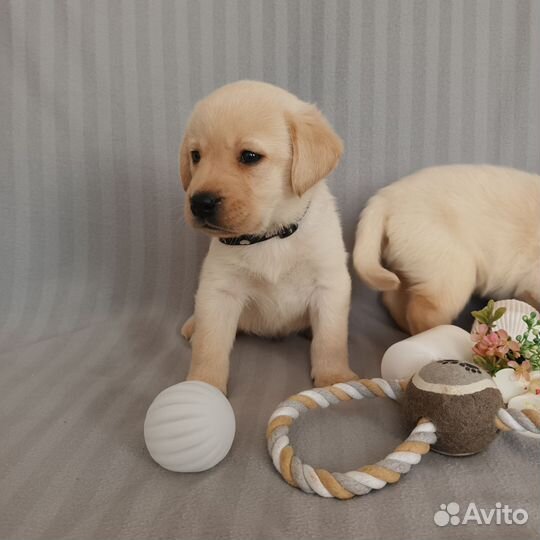 Лабрадора щенки