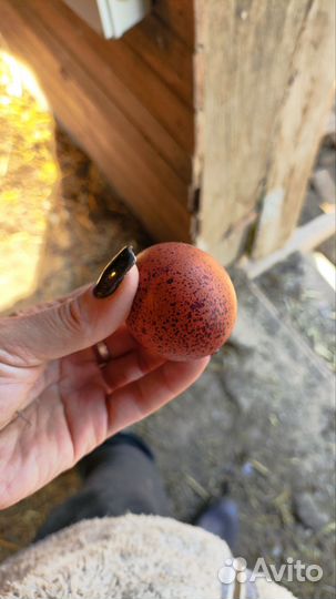 Куриные яйца (Деревенские)