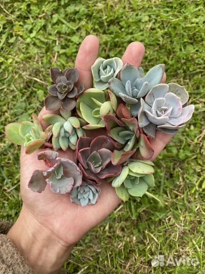 Суккуленты эхеверии