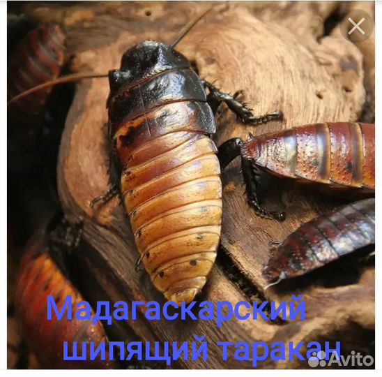 Кормовые насекомые-Тараканы, Зофобас