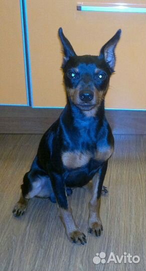 Вязка цвергпинчер