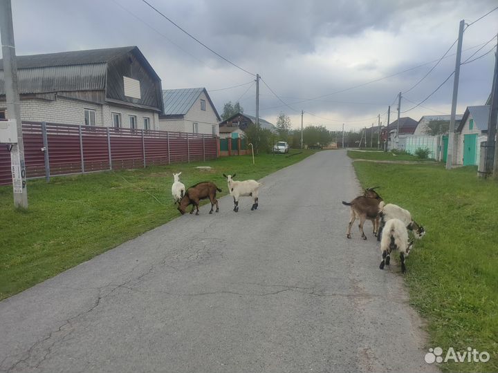 Козы и козлята продажа