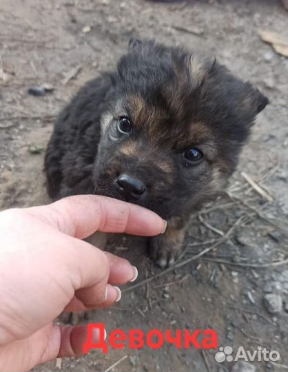 Щенок в добрые руки