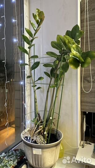 Замиокулькас