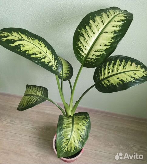 Диффенбахия Amoena Tropic Snow 1 метр