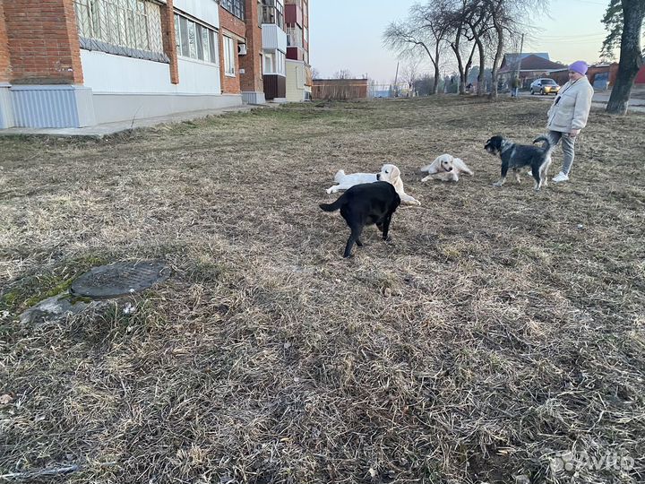 Дресировка и воспитания собак