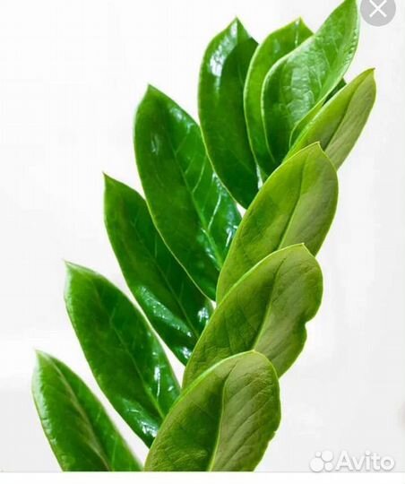 Замиокулькас