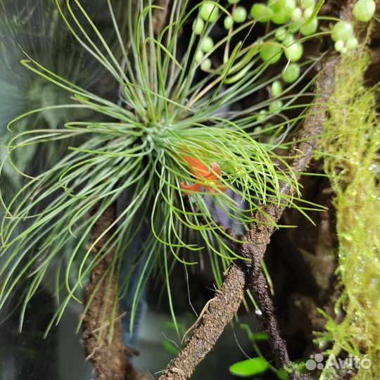 Тилландсия атмосферная Новое поступление