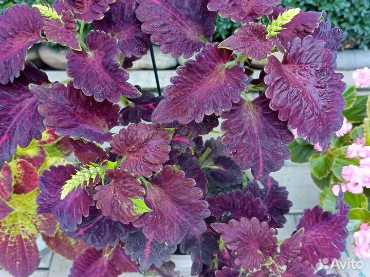 Колеусы вегетативные