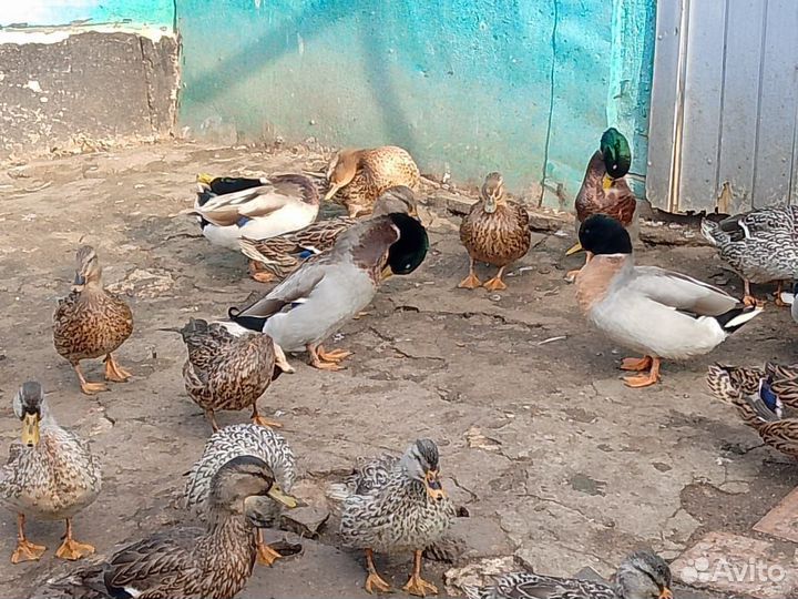 Подсадные утки для охоты
