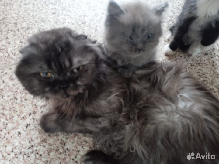 Кошки вислоухие в добрые руки