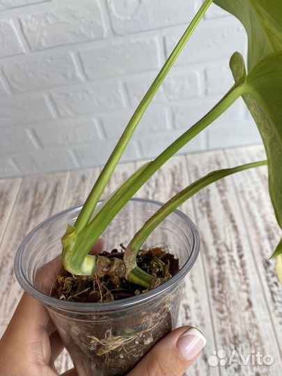 Монстера yellow желтая