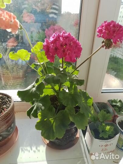 Герань пеларгония