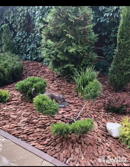 Кора лиственницы