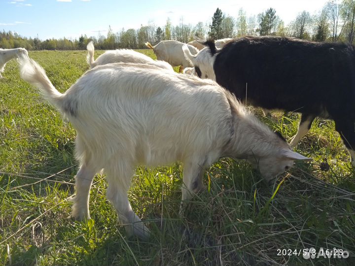 Продам козлов