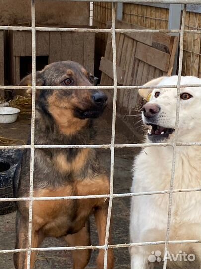 Блейд охранник в добрые руки