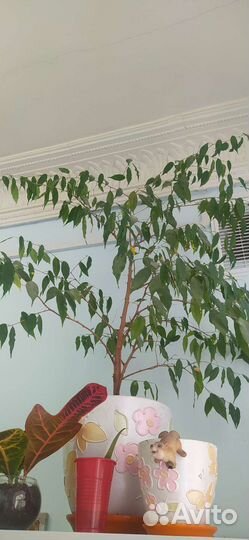 Фикус бенджамина большой
