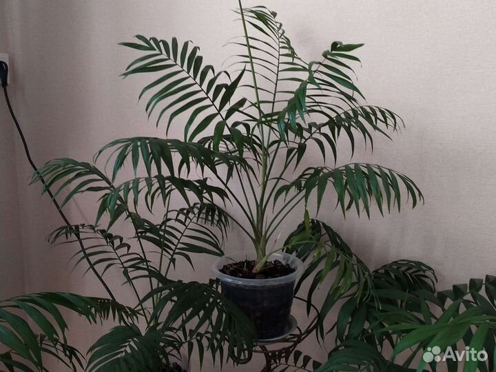 Хамедорея комнатные домашние растения