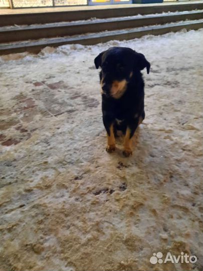 Найдена собака