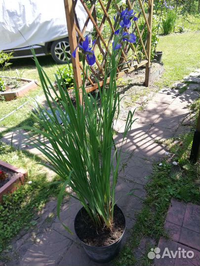 Ирис сибирский