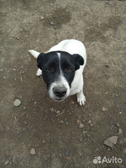 Отдам в добрые руки