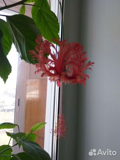 Гибискус шизопеталус