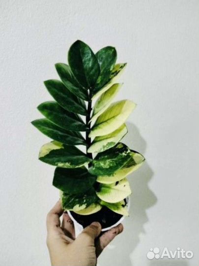 Замиокулькас шорт лив вариегатный