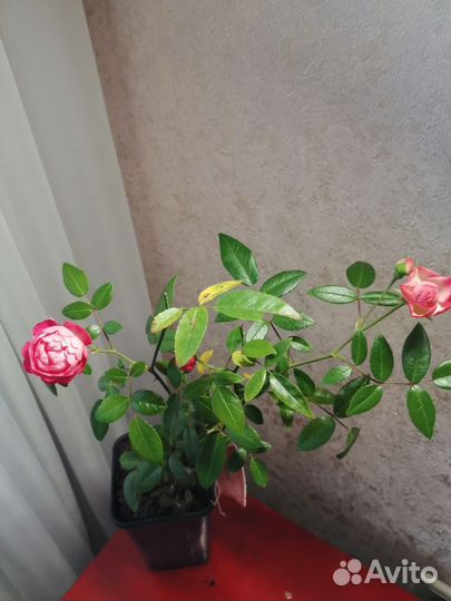 Комнатные растения цветы