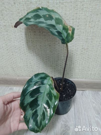 Хеллен Кеннеди калатея