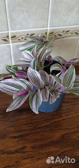 Комнатные цветы