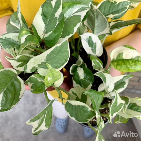 Сциндапсус н джой