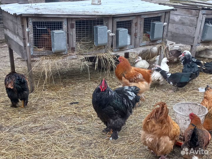 Украшение для двора