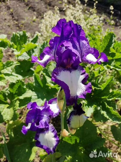 Ирисы бородатые